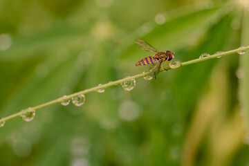 Macro photography of  a striped hoverfly on a wet straw, in a forest in the eastern Andean mountains of central Colombia, near the town of Villa de Leyva.