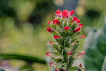 Close-up photography of an Indian paintbrush plant, captured in a field in the eastern Andean mountains of central Colombia, near the town of Villa de Leyva.