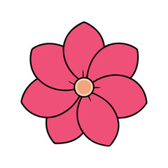 Obesum desert rose flower on a white background.2