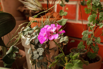Beautiful lilac zonal pelargonium flower close-up on background of houseplants. Collecting plants, the concept of organic growing plants at home.