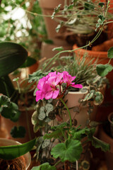 Beautiful lilac zonal pelargonium flower close-up on background of houseplants. Collecting plants, the concept of organic growing plants at home.