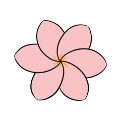 Plumeria flower on a white background.