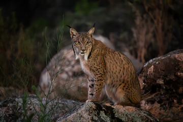 Iberian lynx at night