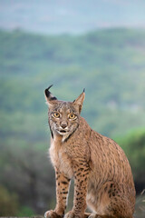 Portrait of iberian lynx