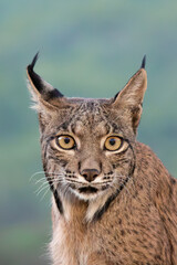 Portrait of iberian lynx