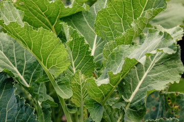 Close-up view of a plant of kale, as seen in a farm in the eastern Andean mountains of central Colombia, near the town of Villa de Leyva.