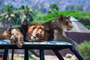 Two lions are laying on top of a jeep