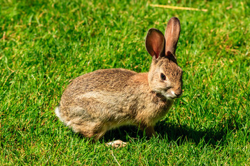 A rabbit is standing in a grassy field