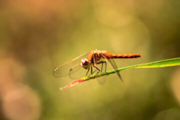 A dragonfly is perched on a leaf