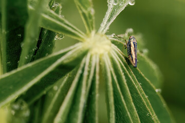 Macro photography of a tiny leafhopper on a wet lupine leaf, captured in a garden in the eastern Andean mountains of central Colombia, near the town of Villa de Leyva.
