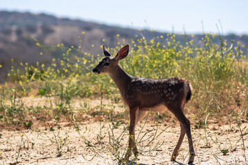 A deer is standing in a field of grass