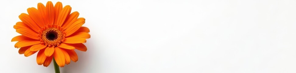 Vibrant orange gerbera daisy, pristine white background, photography, gerbera, design