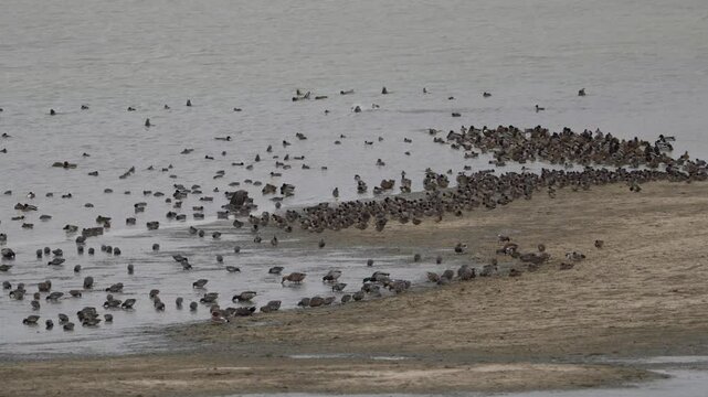 groupe de canards au repos en hiver