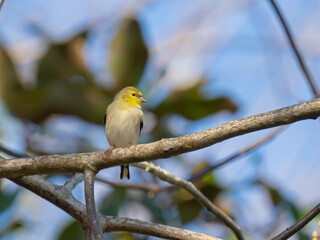 American Goldfinch perched in tree