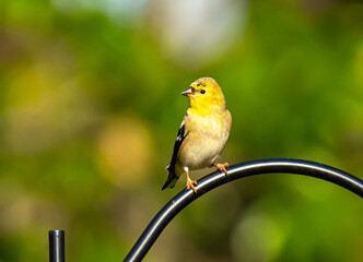American Goldfinch