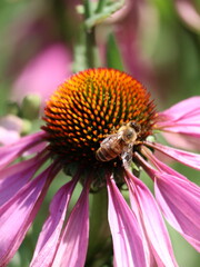 A bee on an echinacea flower center