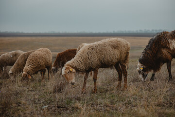 sheep and rams graze in the meadow