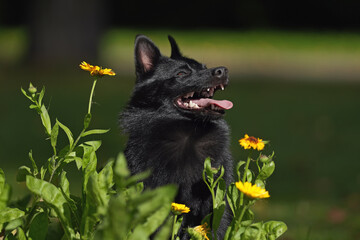 The portrait of a cute Schipperke dog posing outdoors sitting in a green grass with yellow flowers in summer
