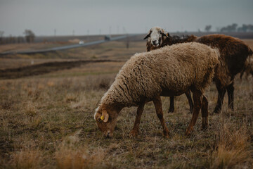 sheep and rams graze in the meadow