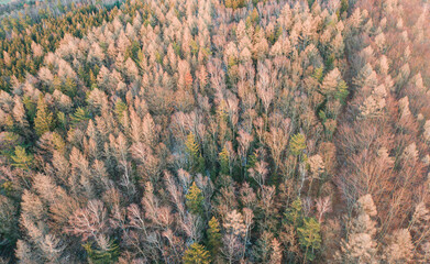 Drone aerial shot from above the forest in wintertime winter condition. Cold 