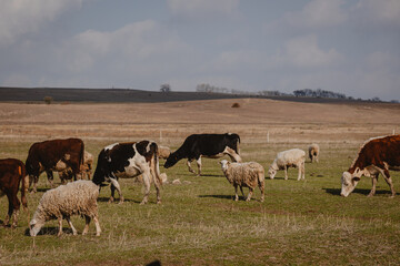 sheep and rams graze in the meadow