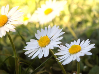 daisies in a field © Marko