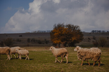 Obraz premium sheep and rams graze in the meadow