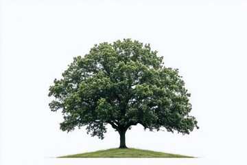 Obraz premium Lush green oak tree standing on a small grassy hill with its branches reaching towards the sky against a clean white background, conveying a sense of peace, tranquility, and natural beauty