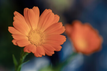 Close-up photography of an orange pot marigold flower, in a garden in the eastern Andean mountains of central Colombia, near the town of Villa de Leyva.