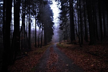 Obraz premium path in the forest