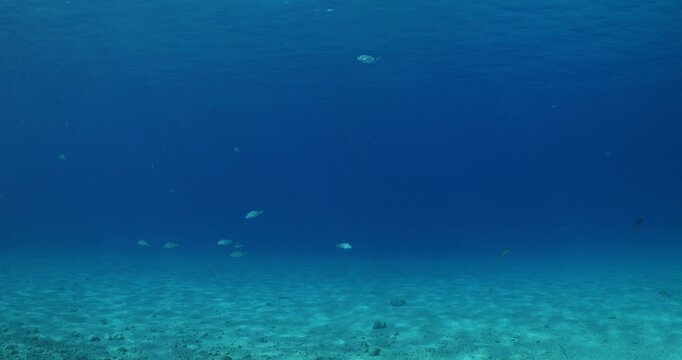 underwater fish scenery from mediterranean  sea breams ocean scenery underwater landscape seabreams  Diplodus sargus