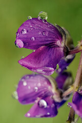 Macro photography of raindrops on lupine flowers, in a farm in the eastern Andean mountains of central Colombia, near the town of Villa de Leyva.