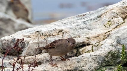 A house sparrow stopping on a rock