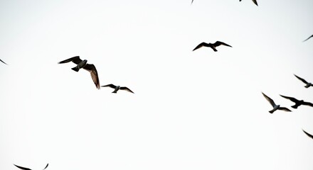 Fototapeta premium Flock of birds soaring gracefully against a pale sky