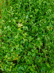 Local farmers preparing seedlings, Soil and Planting Crops for cultivation in a rural setting