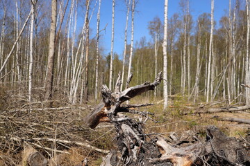 The snag of a dead leafless tree