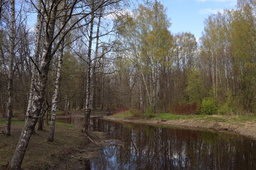 Pond in the forest. The trees are reflected in the pond.