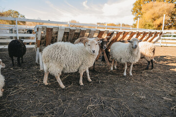 Ouessant sheep graze in a paddock on a farm 