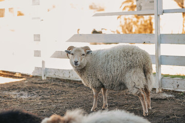Ouessant sheep graze in a paddock on a farm 