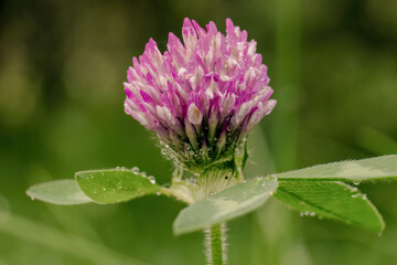 Macro photography of a red clover flower with raindrops on it, in a farm in the eastern Andean mountains of central Colombia, near the town of Villa de Leyva.