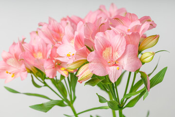 pink alstroemeria flower, Lily of the Incas, in vase on isolated white background