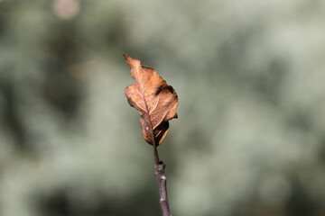 Single dead brown leaf hangs on in cold winter temperatures.