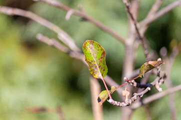 Apple tree leaf hanging on after winter freeze.