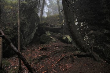 Obraz premium tree in the forest