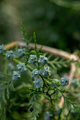 Juniper berries on a branch with a blurred green background.

