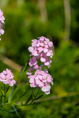 Soft pink wildflowers in a sunlit meadow.

