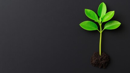 Naklejka premium New Growth, Black Background: A single green sprout emerges from the dark earth, symbolizing growth, resilience, and the promise of a brighter future. 