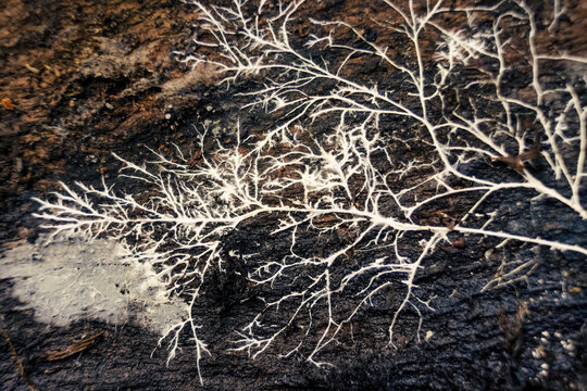 Macro photography of a white fungus root on a rotten piece of  wood, in a farm in the eastern Andean mountains of central Colombia, near the town of Villa de Leyva.