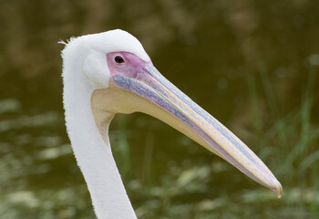 images of wild birds. pelican photos.