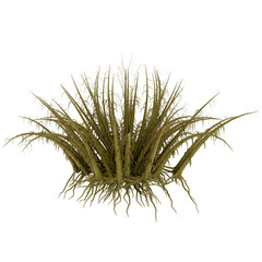 Underwater Sea Fan Coral, Isolated on Black Background, for Aquarium Decoration or Marine Biology Studies © omkuhh